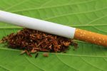 Dried tobacco leaves with cigarette on green leaf